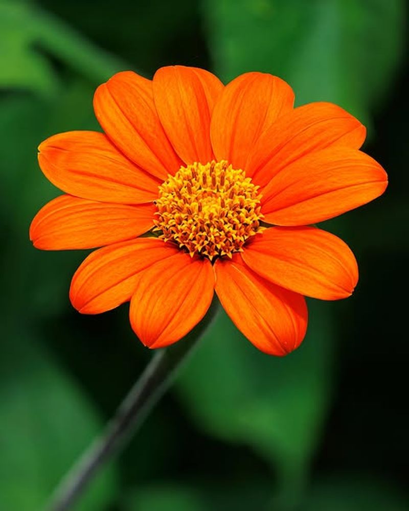 Tithonia / Mexican Sunflower (Tithonia rotundifolia)