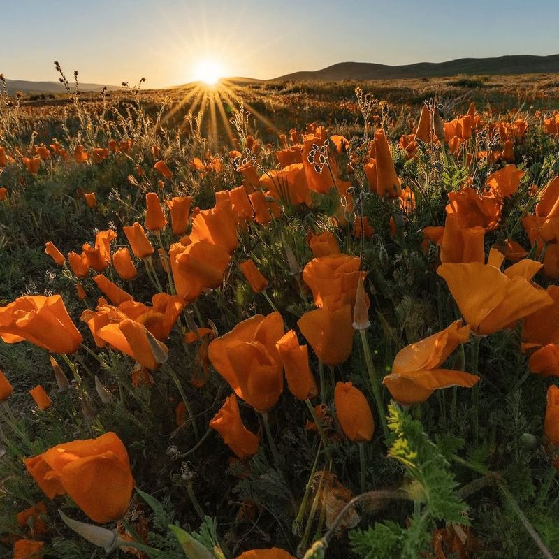 California Poppies