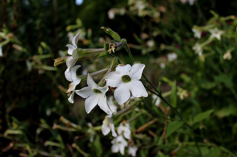 Flowering Tobacco Draws Night Visitors With Sweet Scent