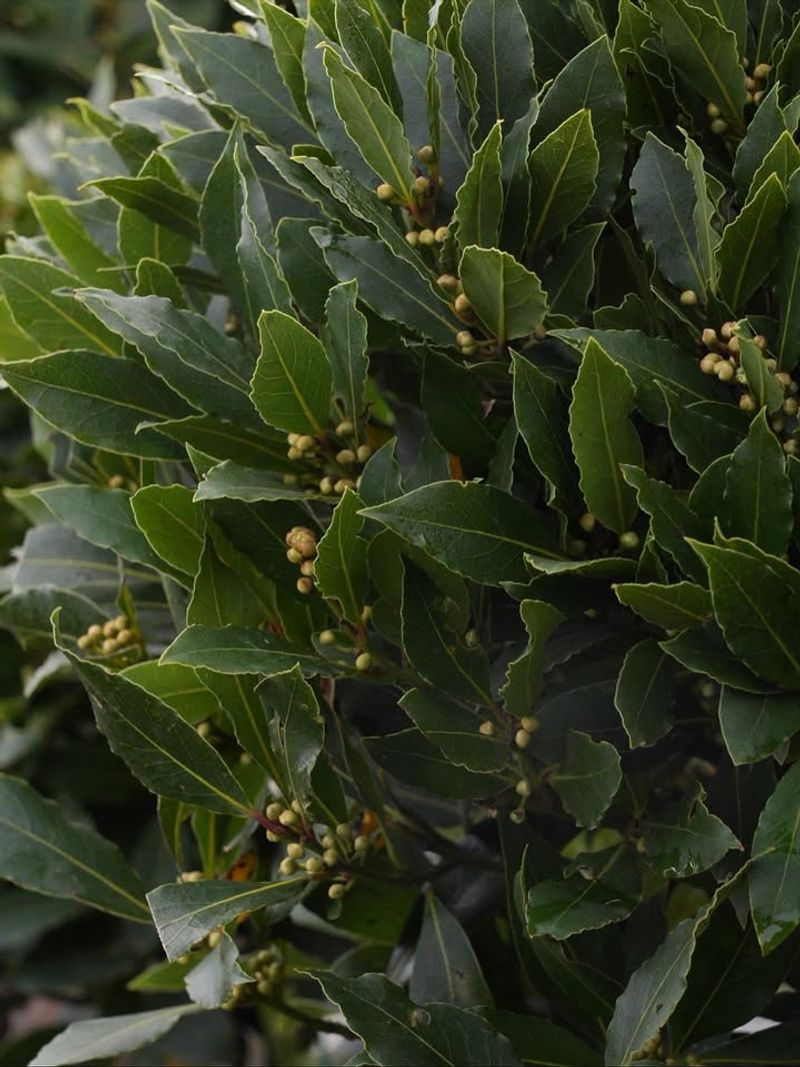 Bay Laurel
