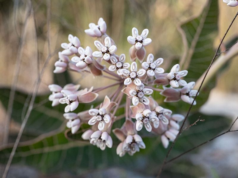 Pinewoods Milkweed Suits Sandy North Carolina Spots