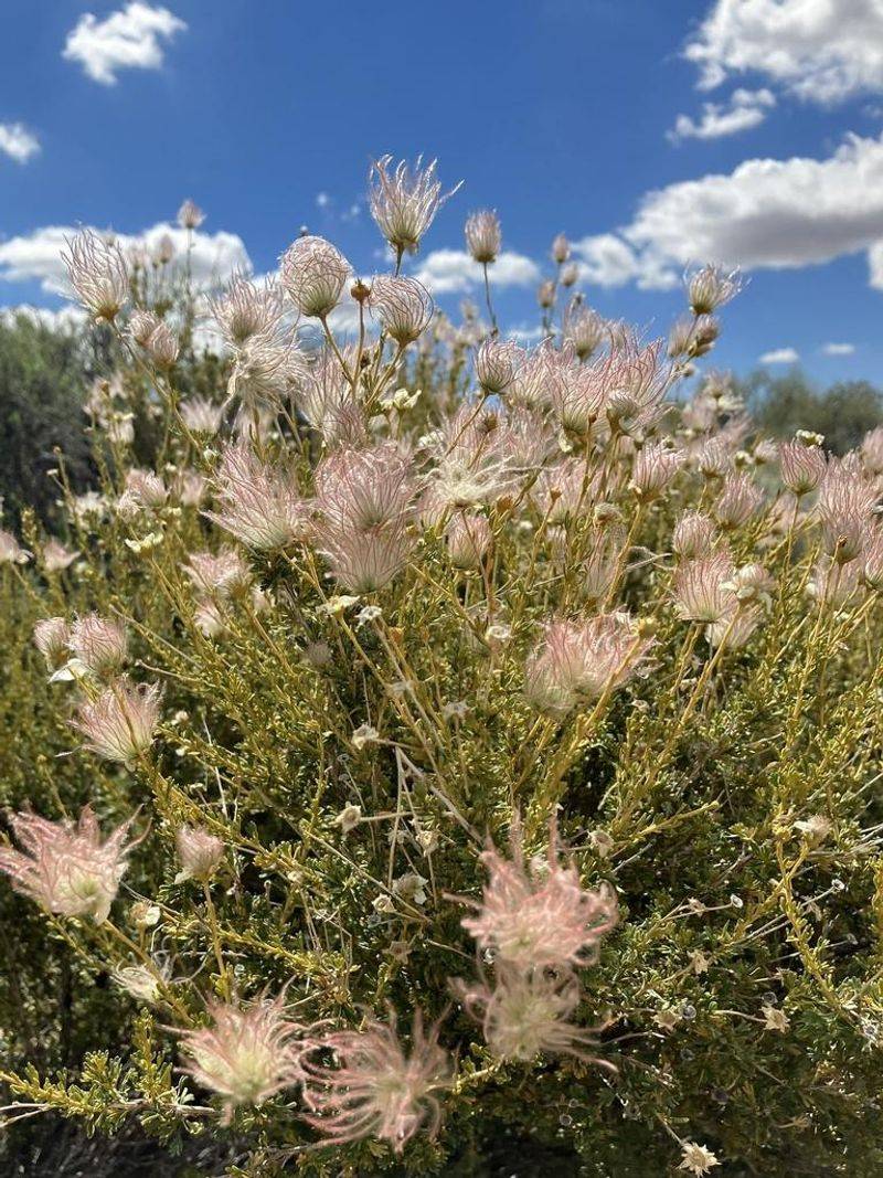 Apache Plume (Fallugia Paradoxa)