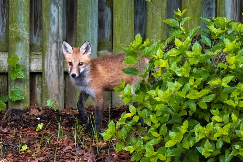 Food Sources In Your Yard Are Drawing Them In