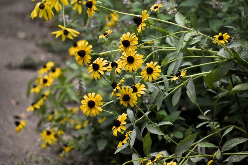 Coreopsis And Black-Eyed Susan