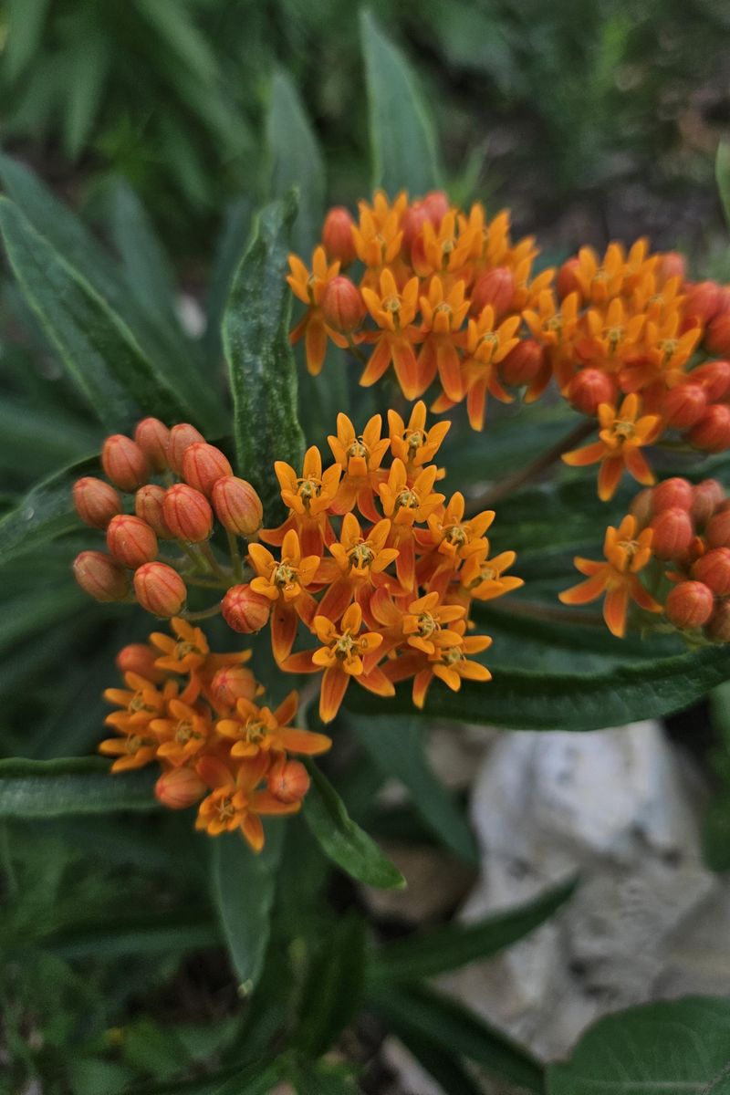 Butterfly Weed Brings Bold Orange Blooms