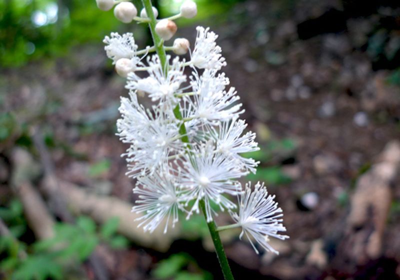 Black Cohosh Is Typically Left Untouched
