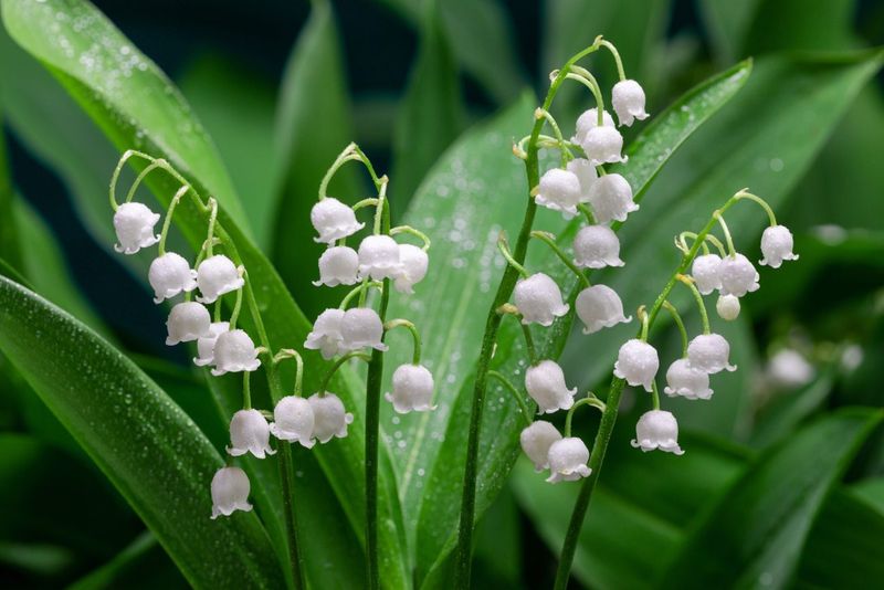 Lily Of The Valley Comes With Serious Risks