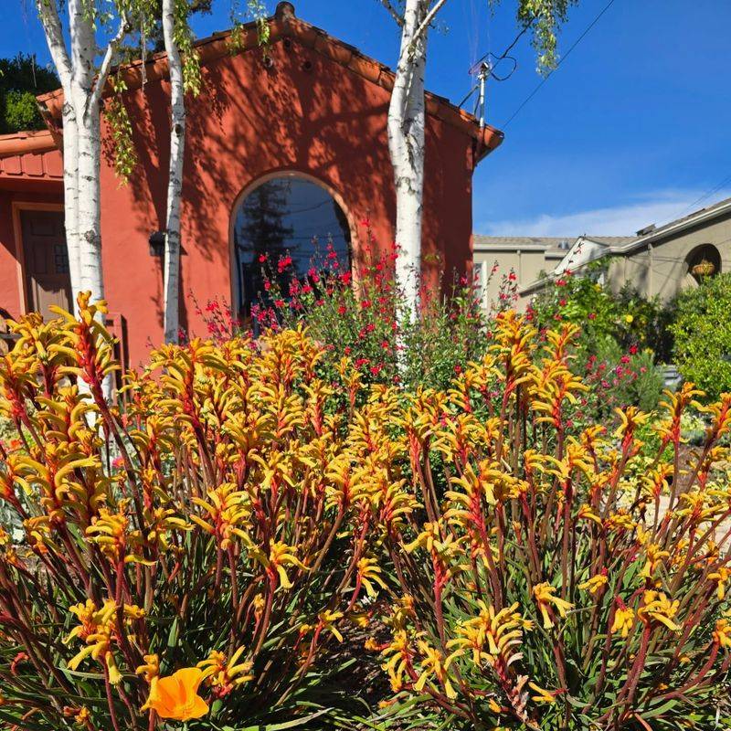 Kangaroo Paw Adds Vertical Color And Texture