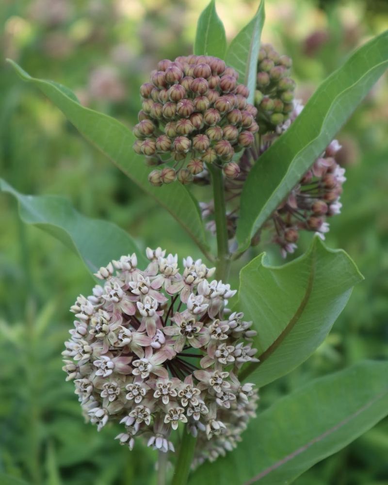 Common Milkweed (Asclepias Syriaca)