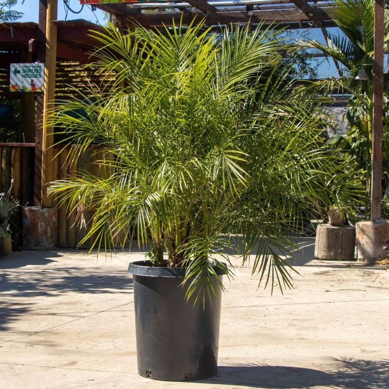 Pygmy Date Palms Benefit From Balanced Feeding Before Summer