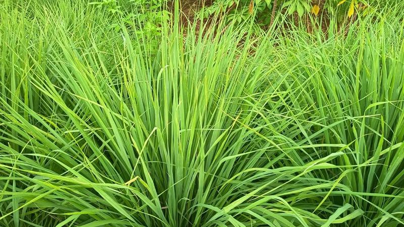 Container Growth Keeps It Close To Seating Areas