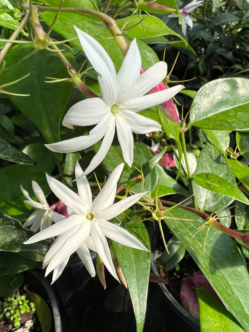 Many Jasmine Types Handle Heat And Humidity Well