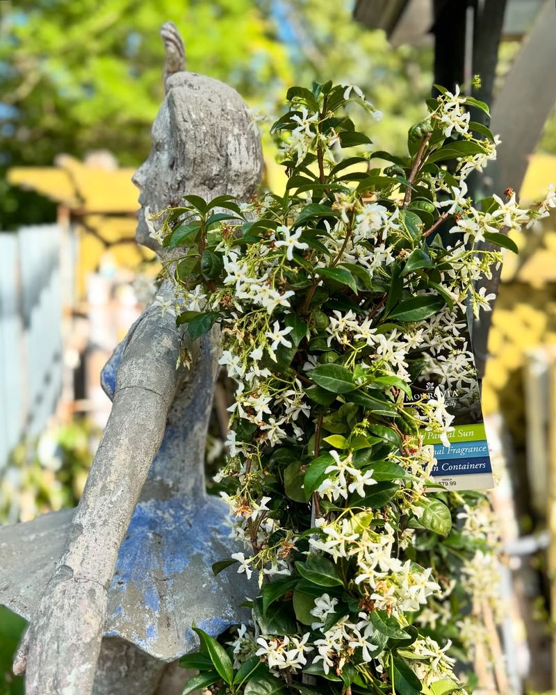 Handles Sun And Partial Shade Without Issues