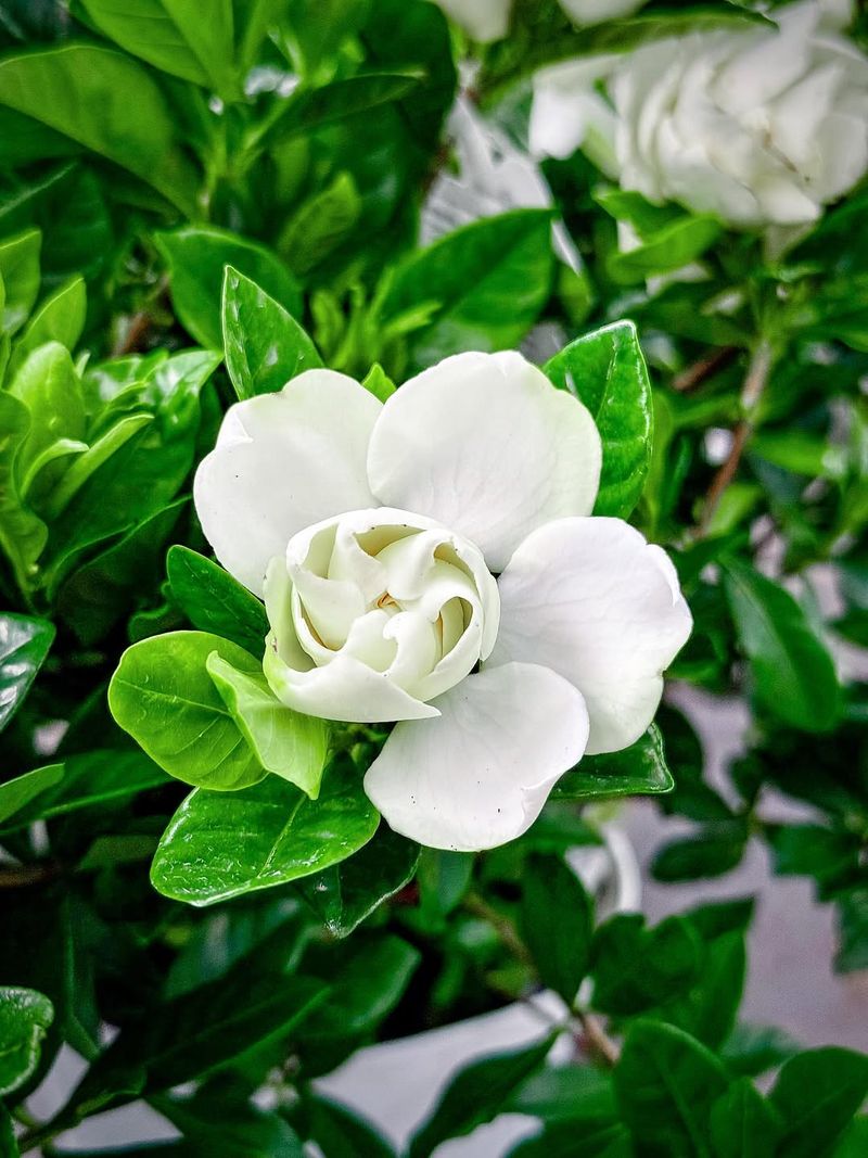 Gardenia Fills The Yard With Classic Southern Perfume