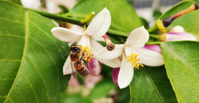 Fragrant Florida Plants That Make Backyards Smell Amazing In April