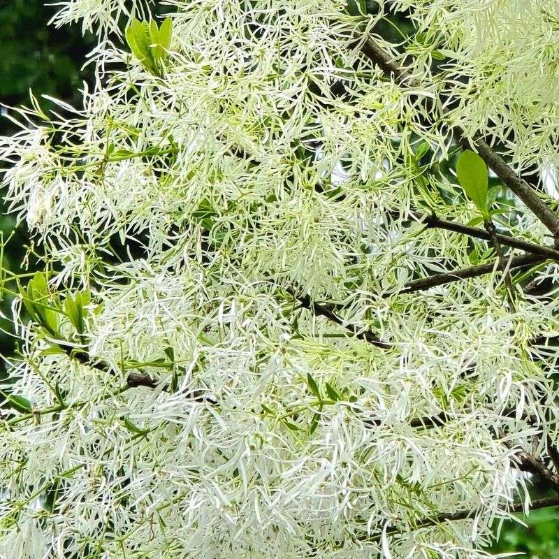 White Fringetree Steals The Show