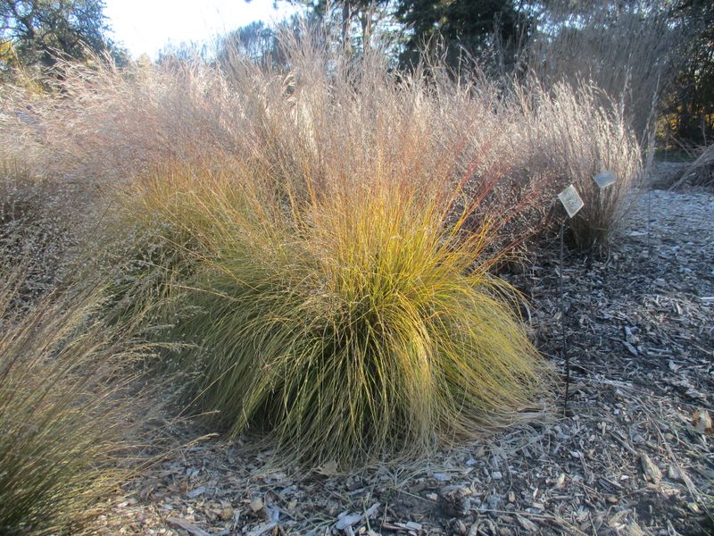 Prairie Dropseed Builds Fine Roots That Strengthen Loose Soil