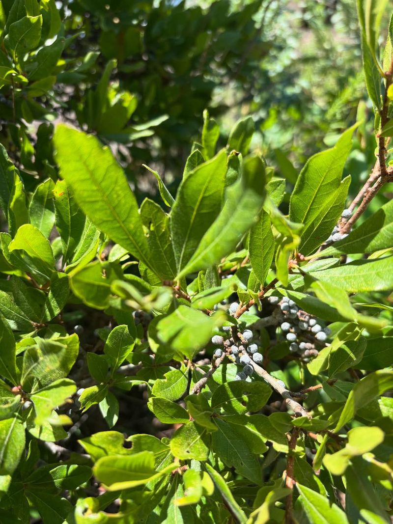 Northern Bayberry Handles Tough Sites With Easy Charm