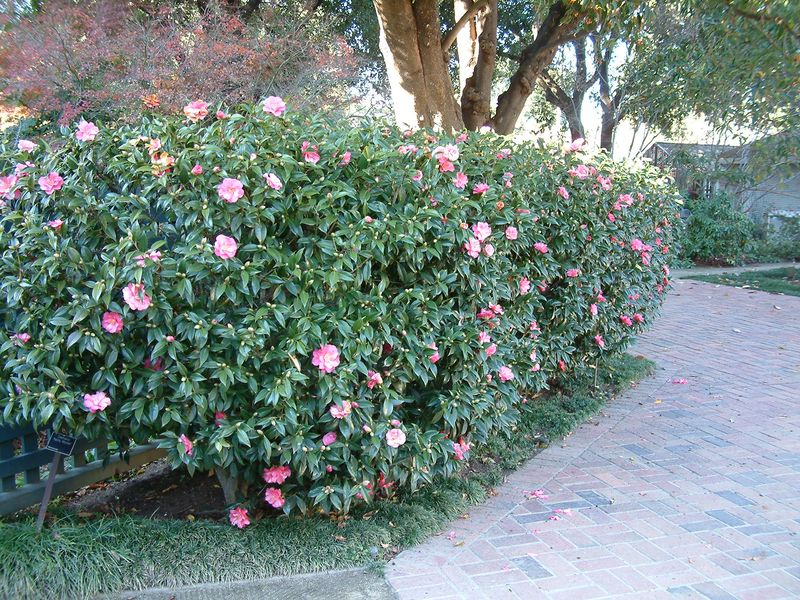 Sasanqua Camellia (Camellia sasanqua)