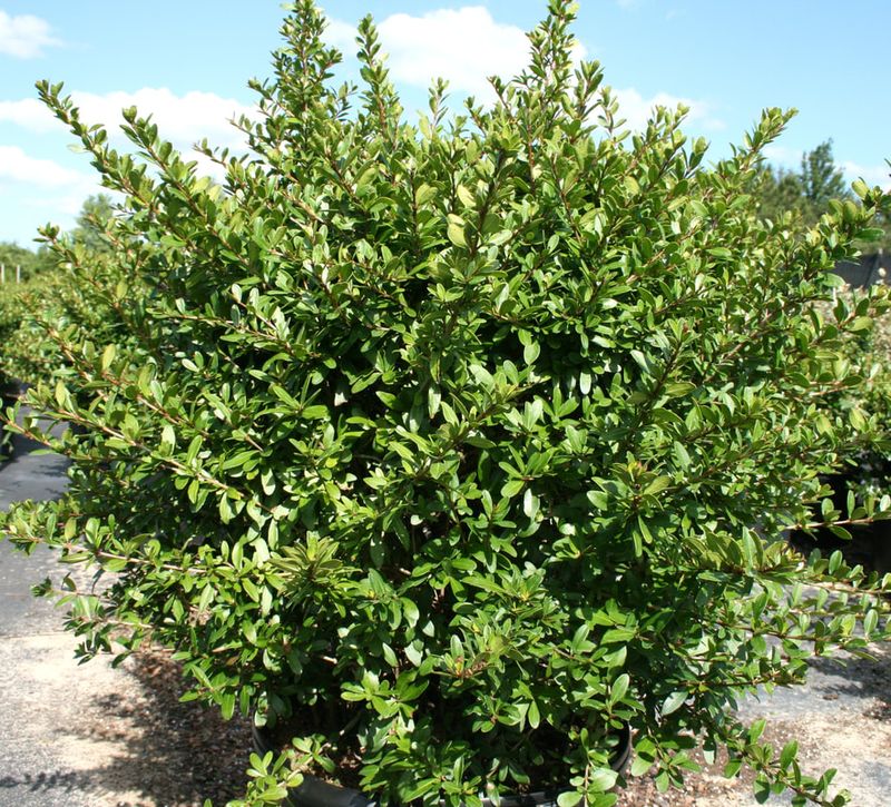 Soften The Fence Line With Walter's Viburnum