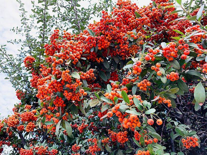 Milkflower Cotoneaster