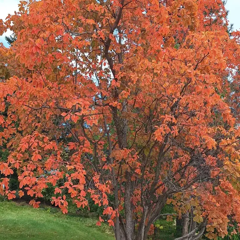 American Smoketree Stands Out In Landscapes But Is Rarely Sold