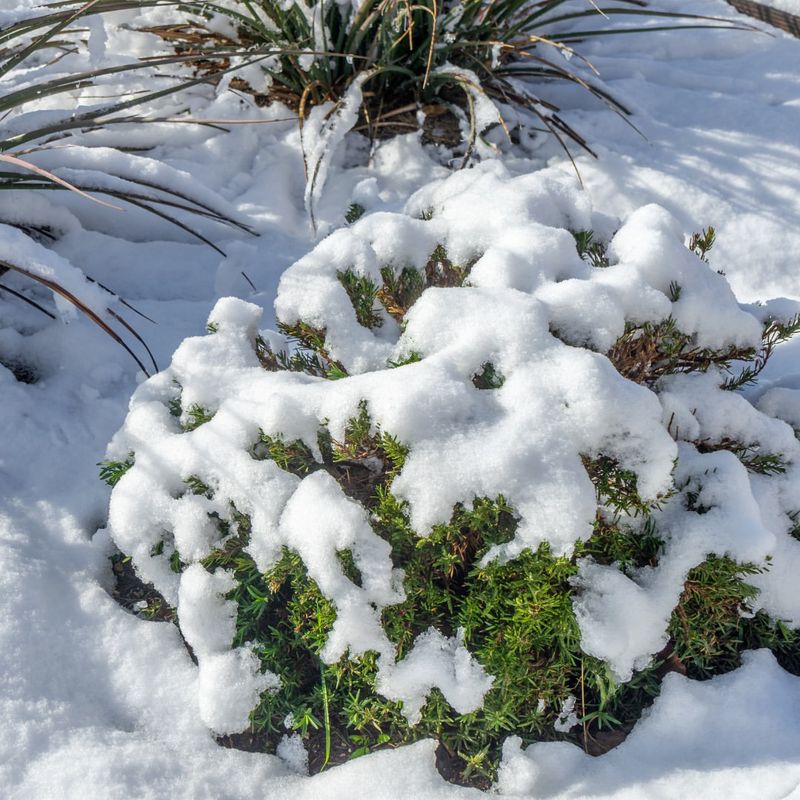 Snow Cover Actually Protects Lower Plant Growth All Winter