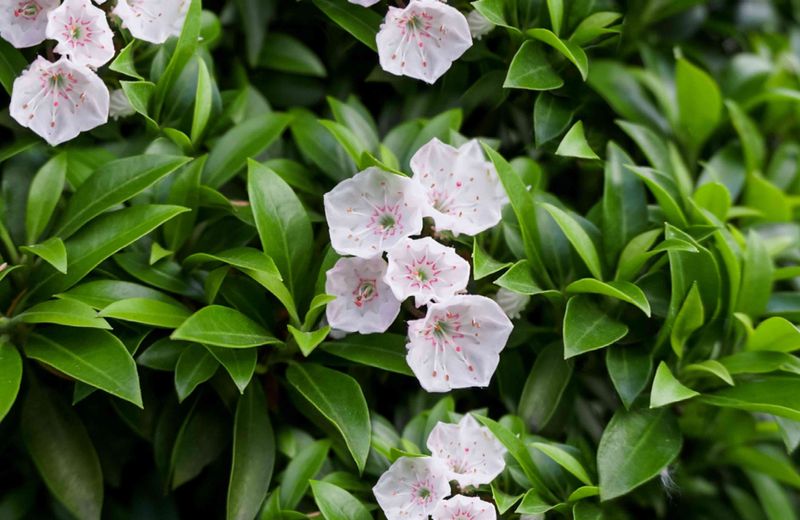Mountain Laurel Adds Native Beauty With Spring Flair