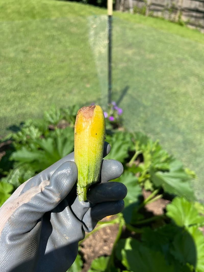 Blossom End Rot Can Occur In Inconsistent Conditions