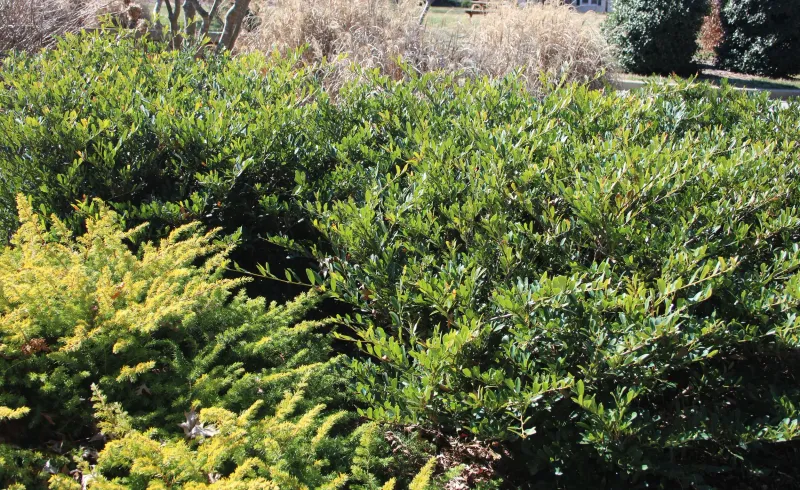 Improper Spacing Leads To Crowding And Competition