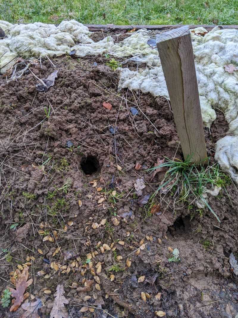 Burrows In Soil, Mulch, Or Along Foundations