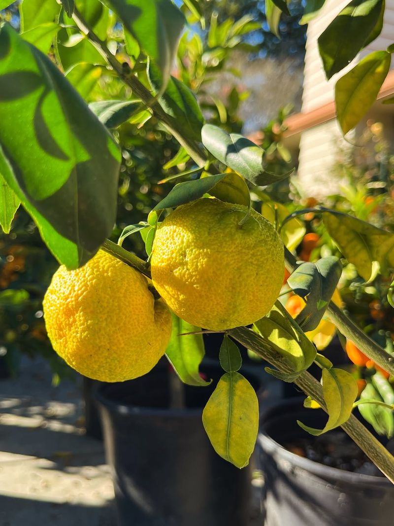 Fruit Begins Dropping Sooner Than It Should