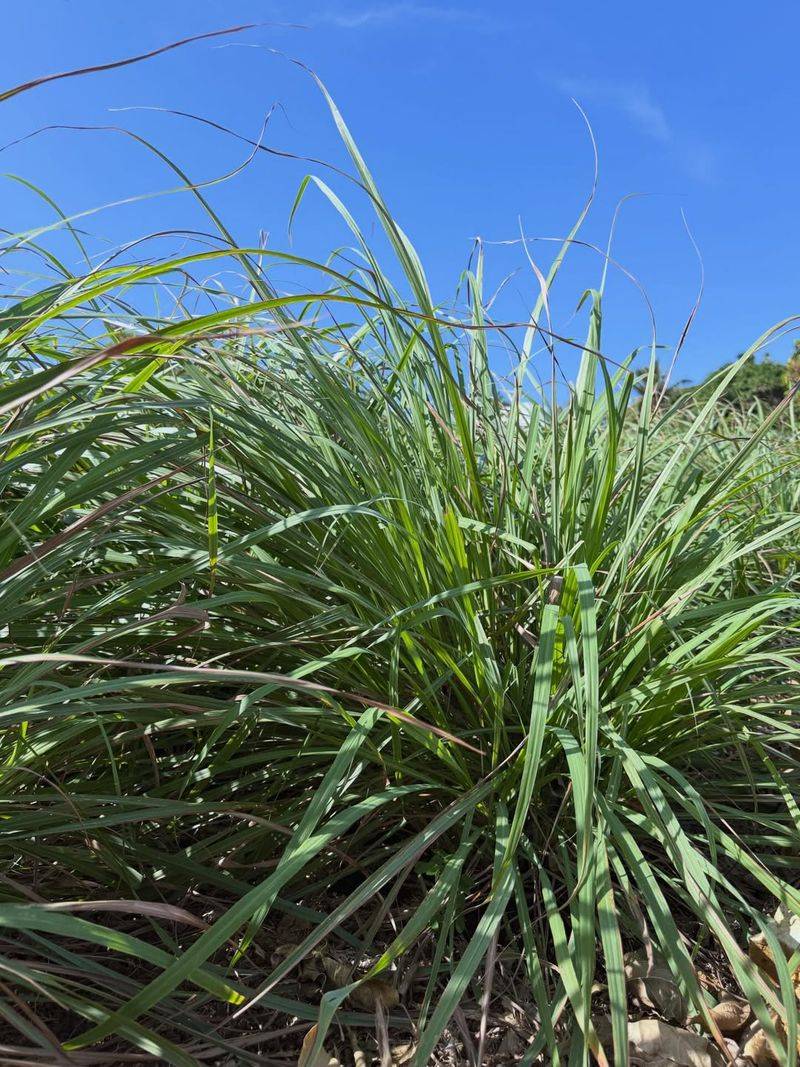 Bright Light Supports Strong And Fast Growth