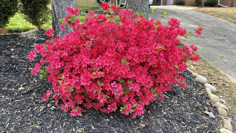 Fertilizer Is Not Always The First Fix