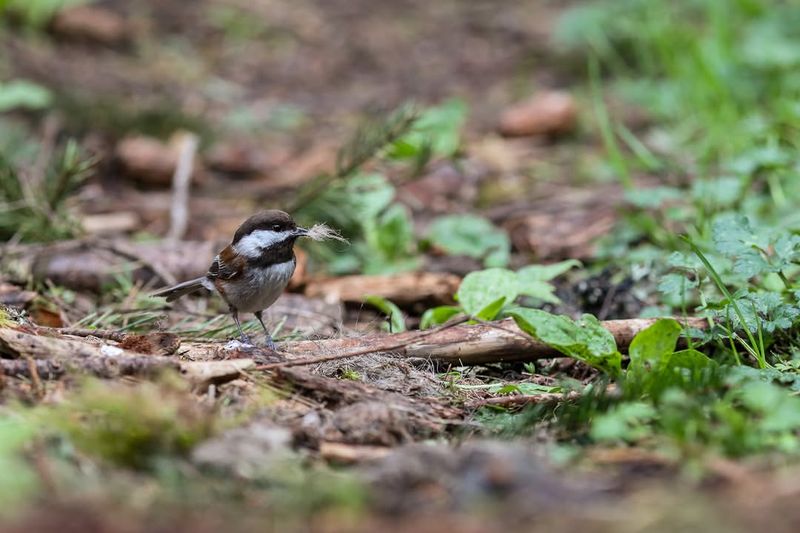 Dense Shrubs Provide Safe Cover And Nesting Spots