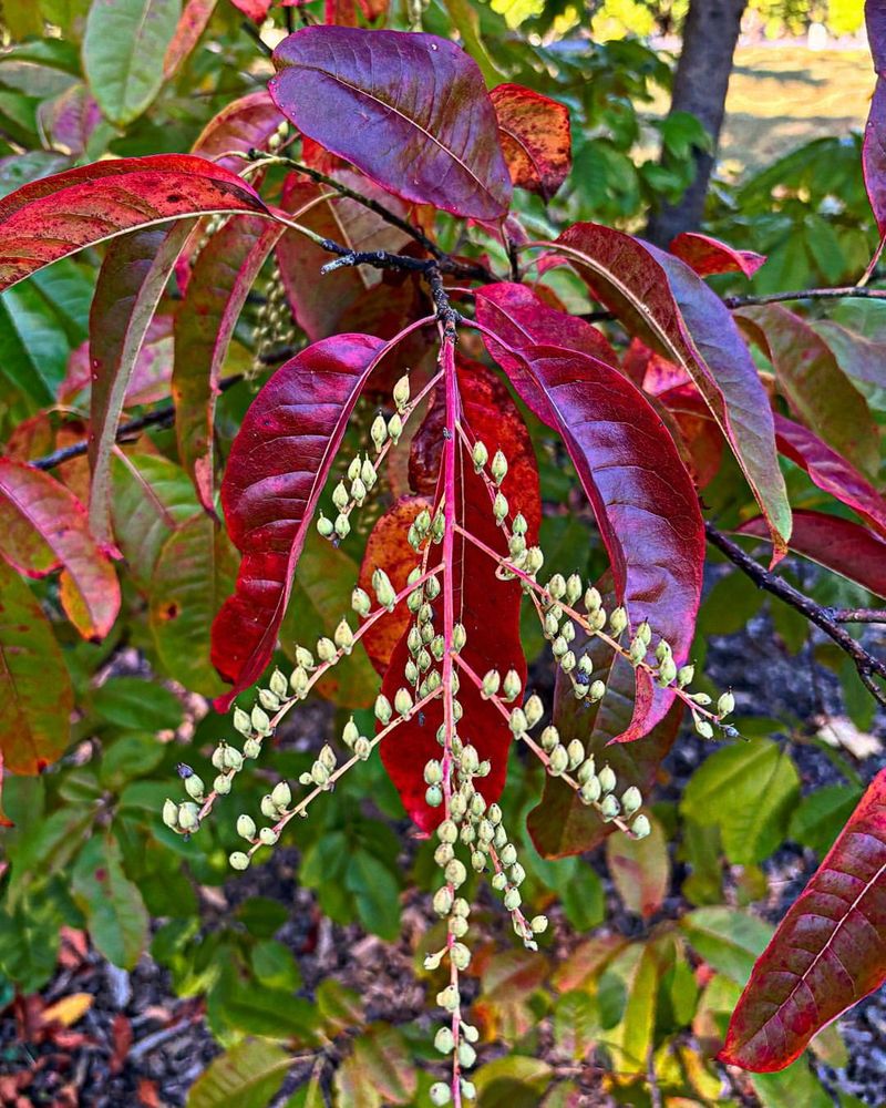 Sourwood (Oxydendrum arboreum)