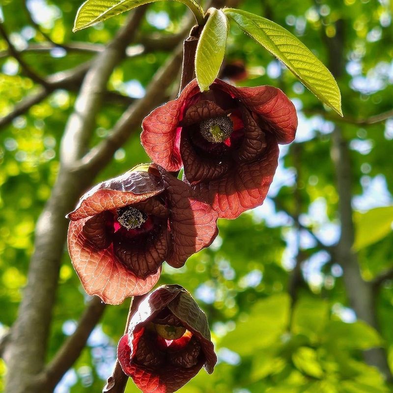 Pawpaw (Asimina Triloba)