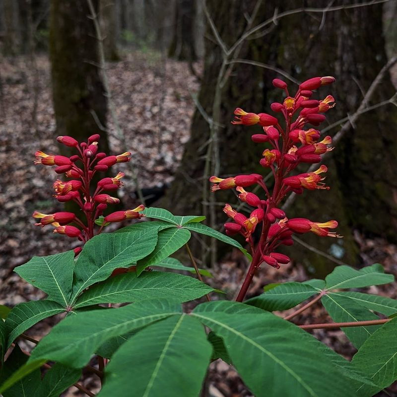 Red Buckeye That Hummingbirds Absolutely Love