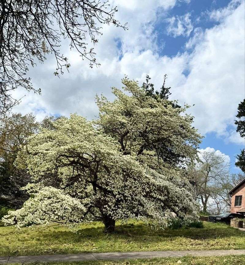 Flowering Dogwood Adds Classic Spring Appeal