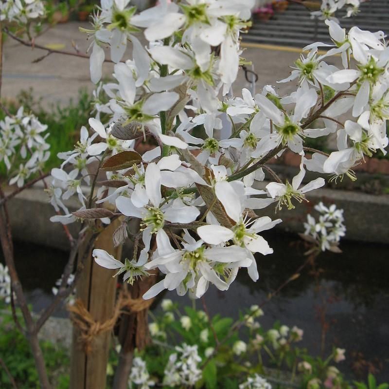 Serviceberry Delivers Flowers, Berries, And Seasonal Interest