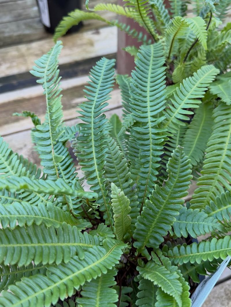 Sword Fern