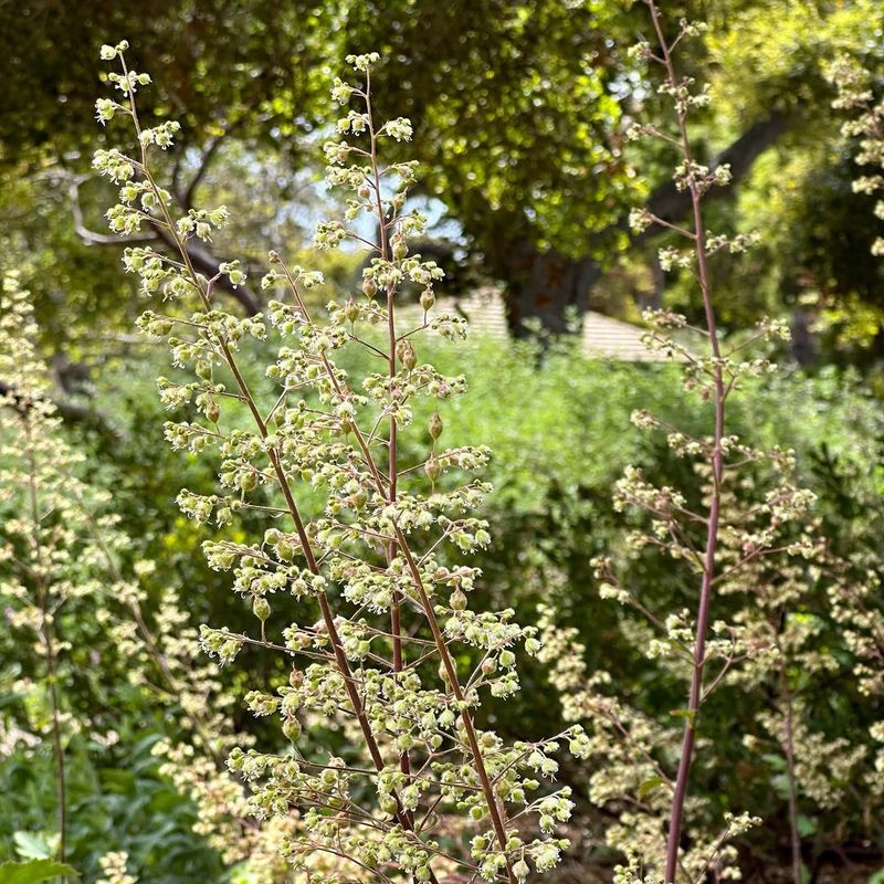 Small-Flowered Alumroot