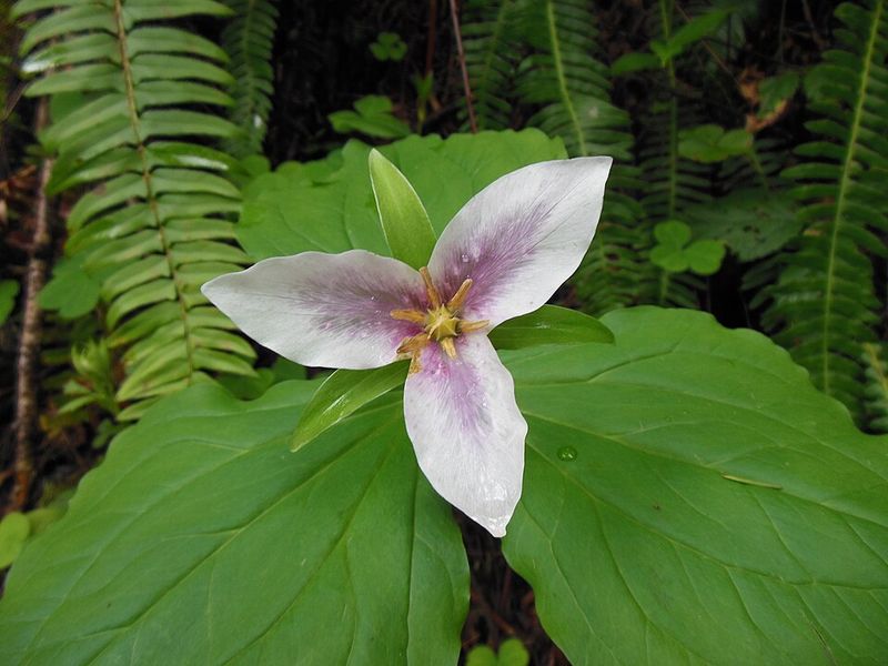 Pacific Trillium Blooms Early In Woodland Gardens