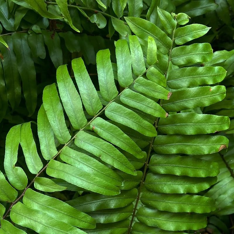 Sword Fern