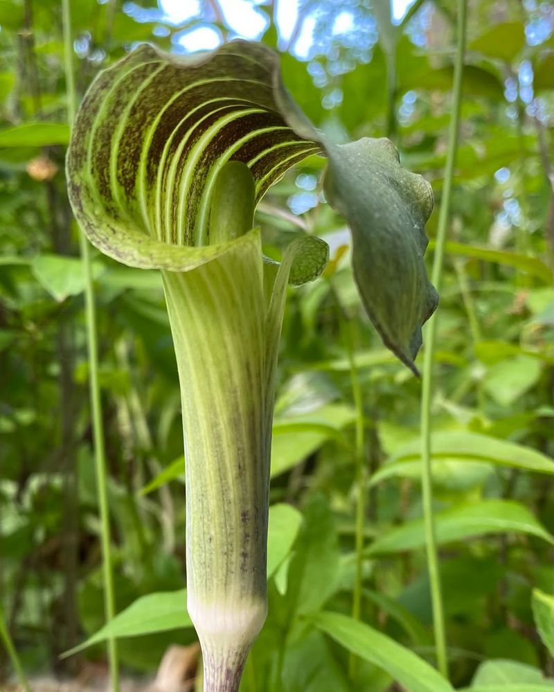 Jack In The Pulpit Stops Every Guest In Their Tracks