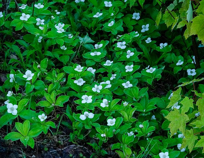 Bunchberry Carpets Michigan's Acidic North With White Flowers And Red Fruit
