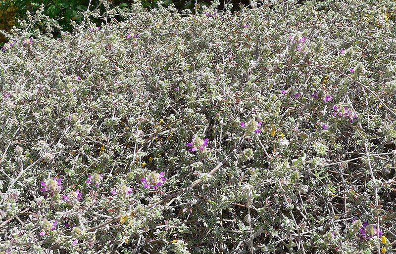 Trailing Indigo Bush Spreads Wide In Dry Soil