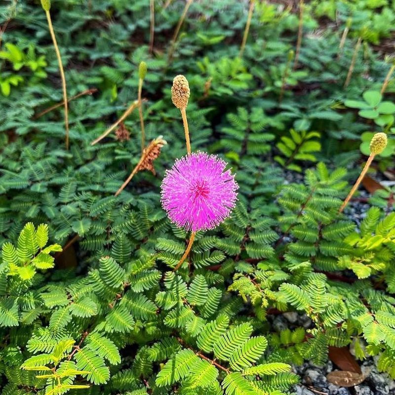 Sunshine Mimosa Forms A Soft Flowering Cover