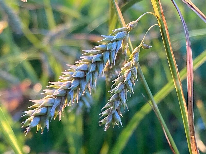 Cherokee Sedge Adds Texture In Shaded Spaces