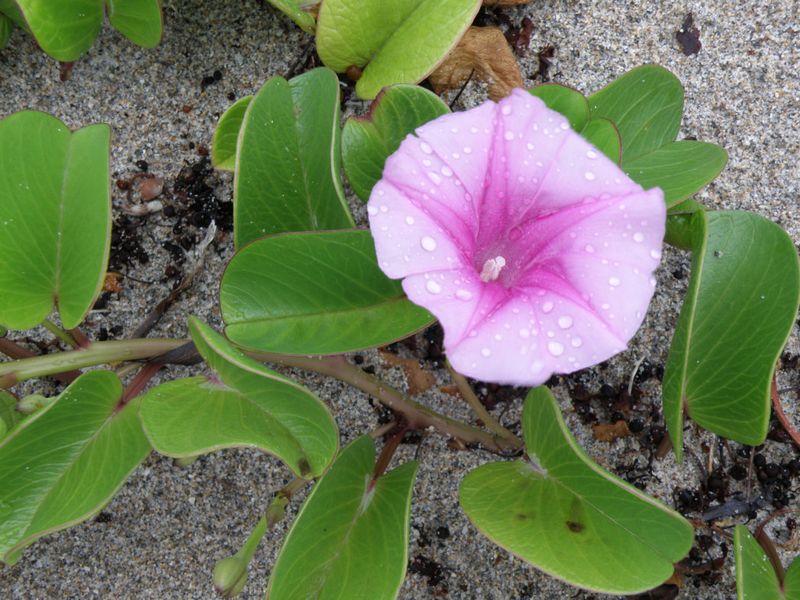 Railroad Vine Is Made For Coastal Florida Conditions